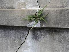 planta grieta